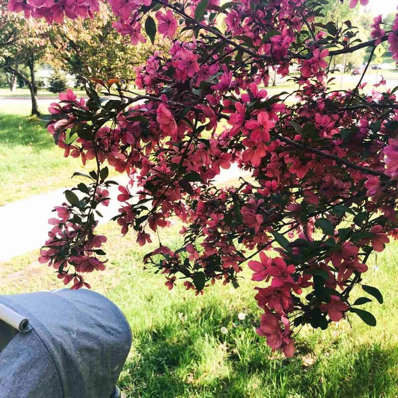 Stroller under a blooming tree in a sunny park.